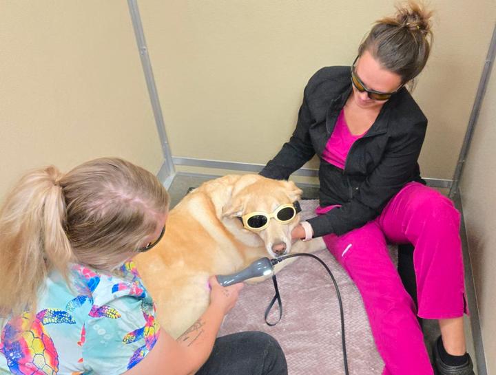 Laser Therapy for Dogs
