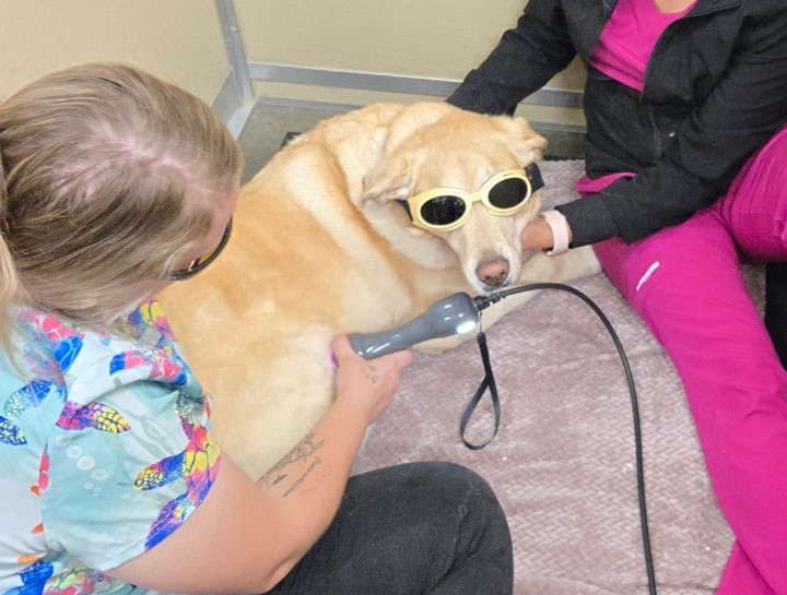 Laser Therapy for Dogs